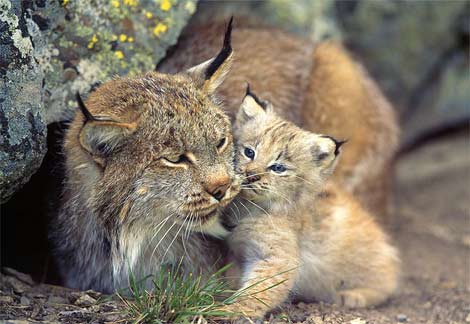Lynxbaby